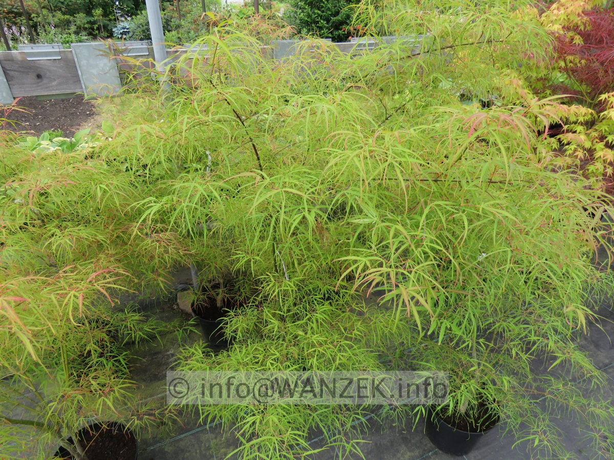 Acer palmatum Koto no ito 150cm 01.JPG